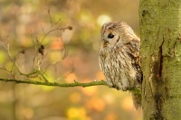 Pustik obecny - Strix aluco - Tawny Owl WS 6642